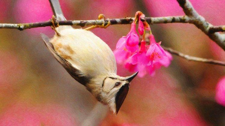 birds, Painting, Pink Flowers, Twigs, Upside Down, Titmouse HD Wallpaper Desktop Background