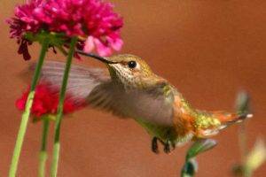hummingbirds, Birds, Pink Flowers