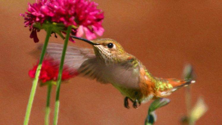 hummingbirds, Birds, Pink Flowers HD Wallpaper Desktop Background