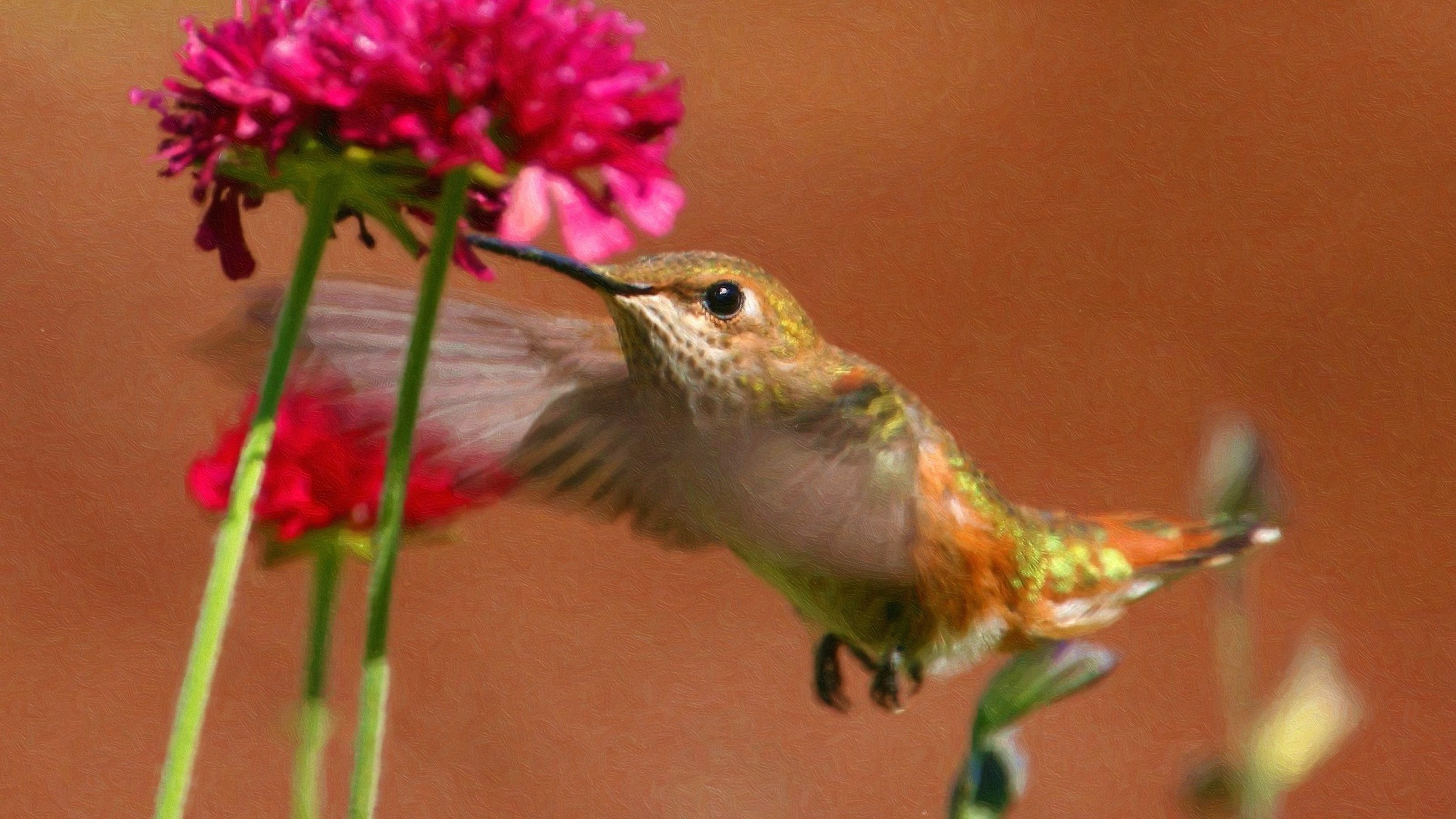 hummingbirds, Birds, Pink Flowers Wallpaper
