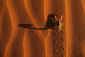 nature, Animals, Scorpions, Desert, Sand, Shadow, Dune, Birds Eye View