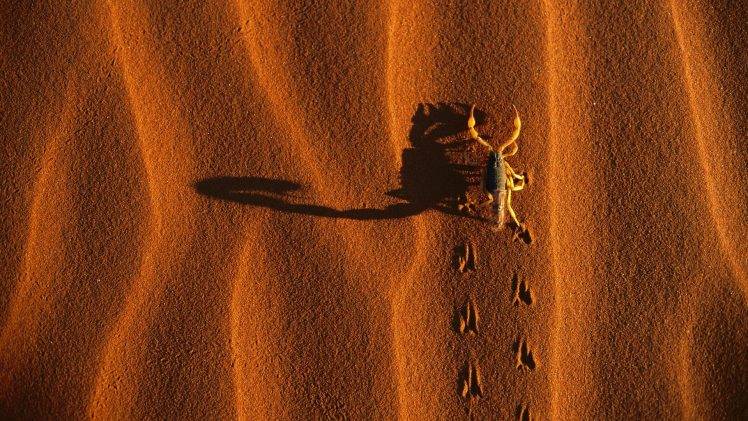nature, Animals, Scorpions, Desert, Sand, Shadow, Dune, Birds Eye View HD Wallpaper Desktop Background