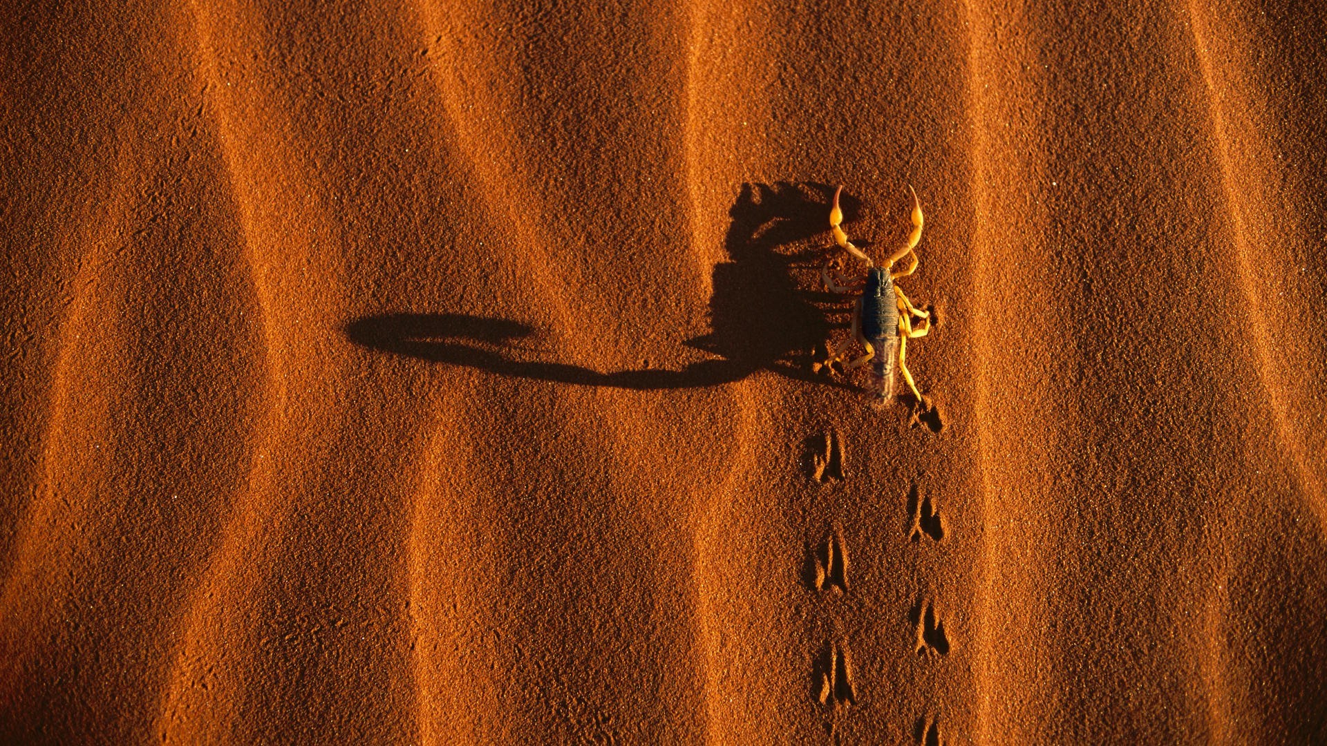 nature, Animals, Scorpions, Desert, Sand, Shadow, Dune, Birds Eye View Wallpaper
