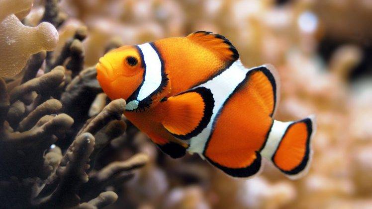 fish, Nature, Coral, Clownfish, Sea HD Wallpaper Desktop Background