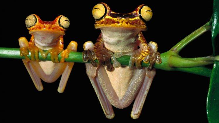frog, Nature, Amphibian HD Wallpaper Desktop Background