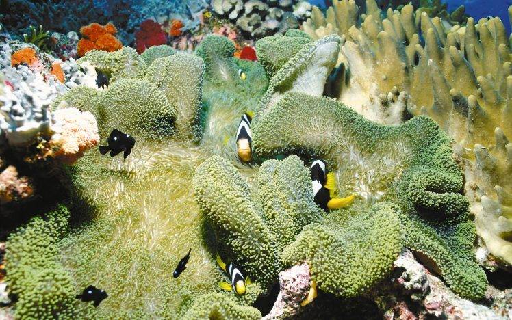 clownfish, Sea Anemones, Coral, Sea, Nature HD Wallpaper Desktop Background