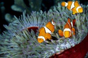 clownfish, Sea Anemones, Coral, Nature, Fish