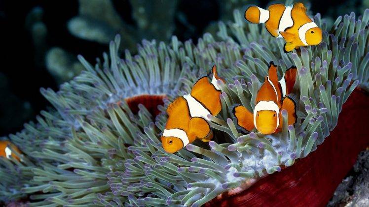 clownfish, Sea Anemones, Coral, Nature, Fish HD Wallpaper Desktop Background
