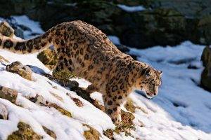 snow Leopards, Animals, Nature