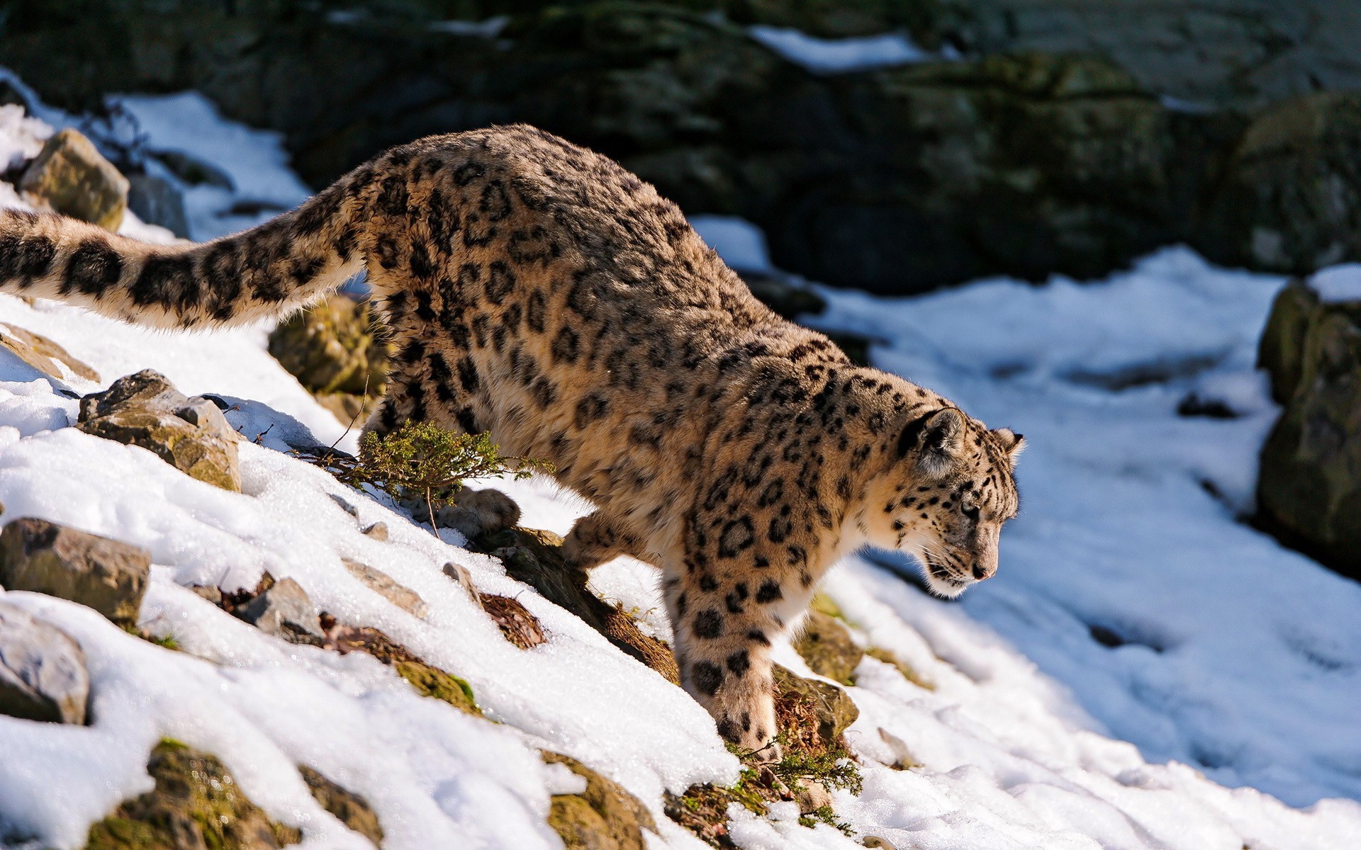 snow Leopards, Animals, Nature Wallpaper