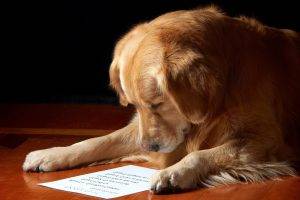 dog, Animals, Paper, Wooden Surface, Labrador Retriever