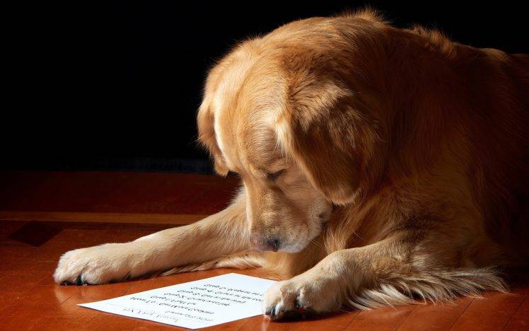 dog, Animals, Paper, Wooden Surface, Labrador Retriever HD Wallpaper Desktop Background