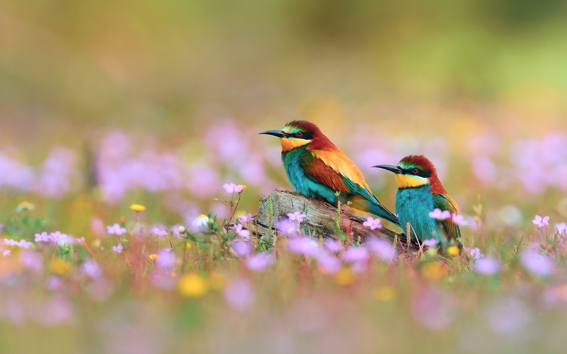 bee eaters, Birds, Flowers, Depth Of Field Wallpapers HD / Desktop and