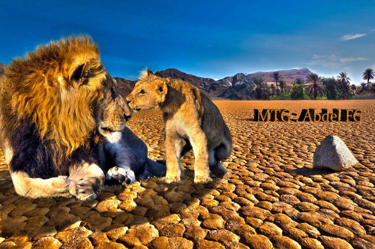 animals, Lion, Nature, HDR HD Wallpaper Desktop Background