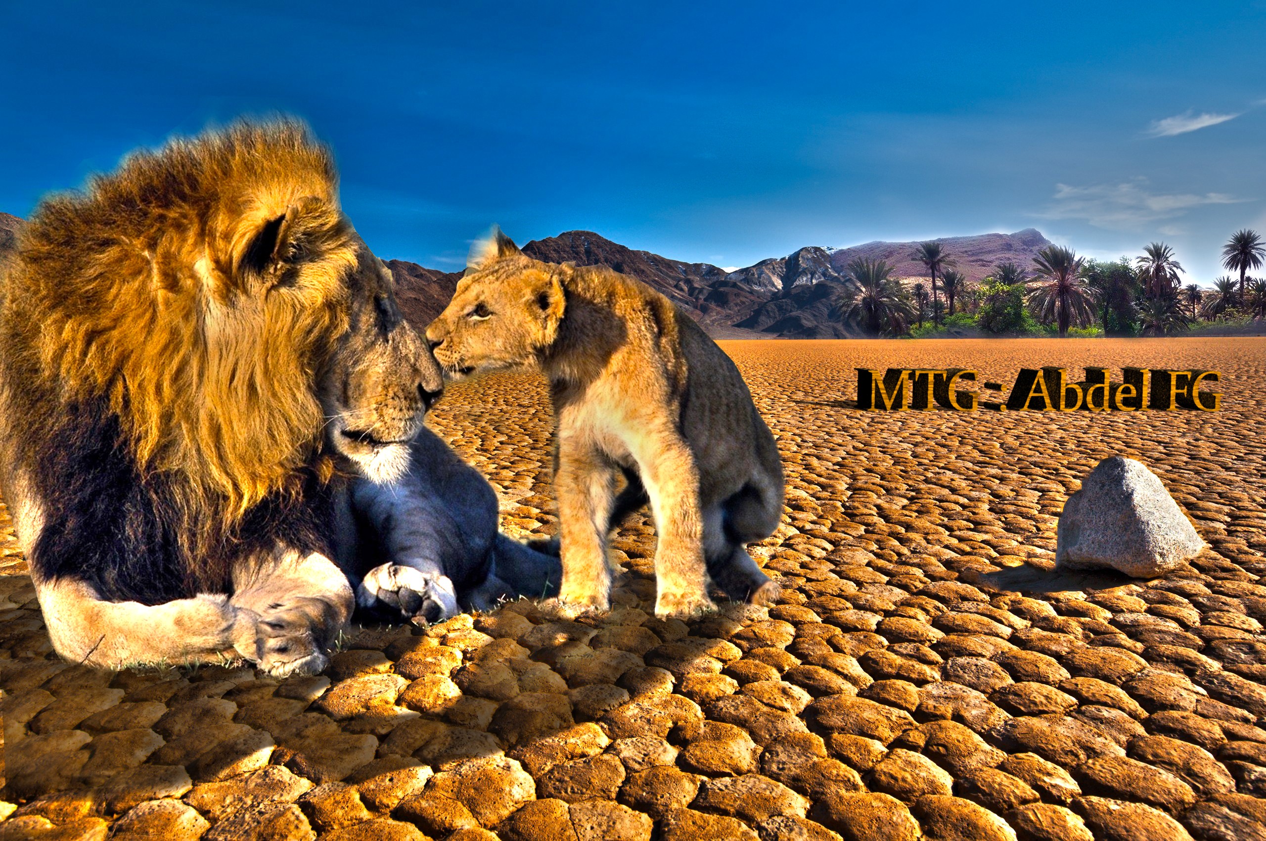 animals, Lion, Nature, HDR Wallpaper