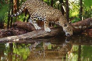 animals, Jaguars, Reflection