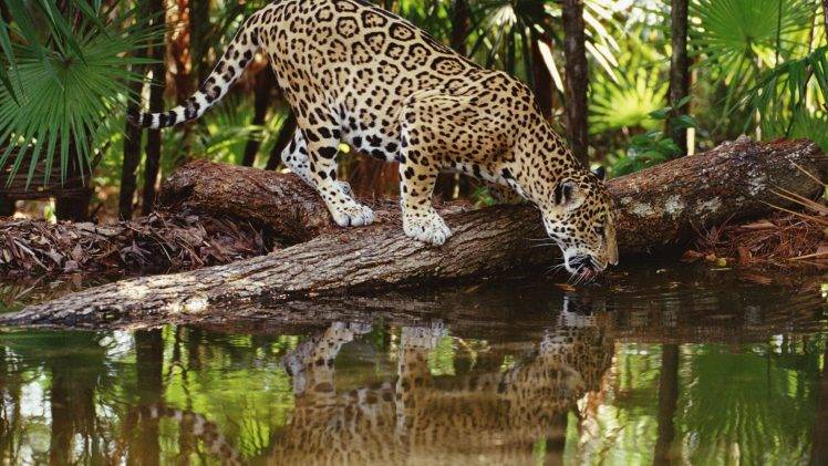 animals, Jaguars, Reflection HD Wallpaper Desktop Background