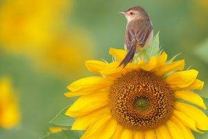 birds, Flowers, Sunflowers