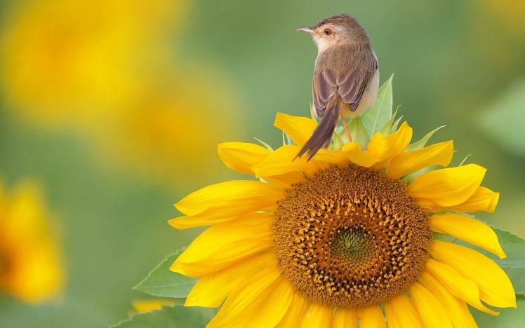 birds, Flowers, Sunflowers HD Wallpaper Desktop Background