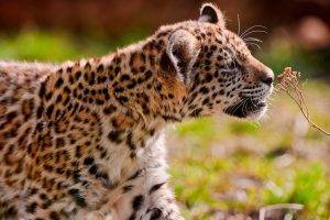 animals, Nature, Jaguars