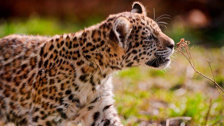 animals, Nature, Jaguars HD Wallpaper Desktop Background