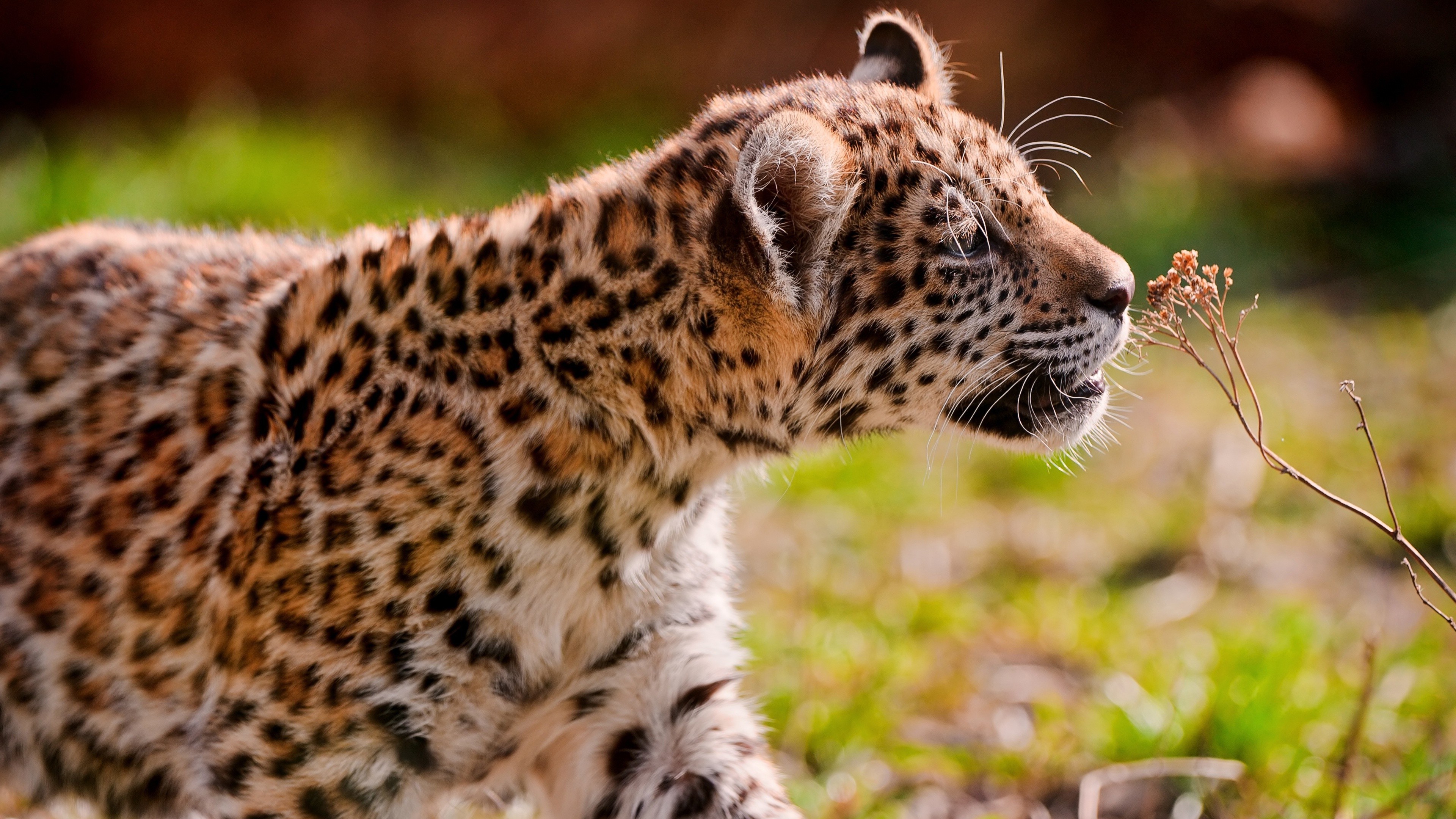 animals, Nature, Jaguars Wallpaper