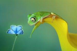 frog, Butterfly, Flowers, Amphibian