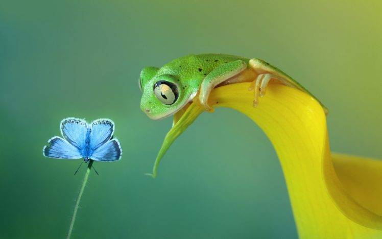 frog, Butterfly, Flowers, Amphibian HD Wallpaper Desktop Background