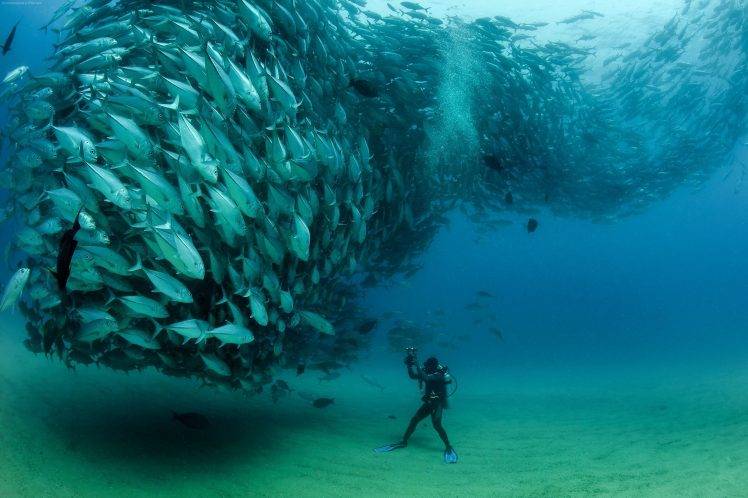 nature, Fish, Photography, Photographers, Sea HD Wallpaper Desktop Background