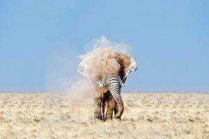nature, Wildlife, Elephants, Desert, Dust