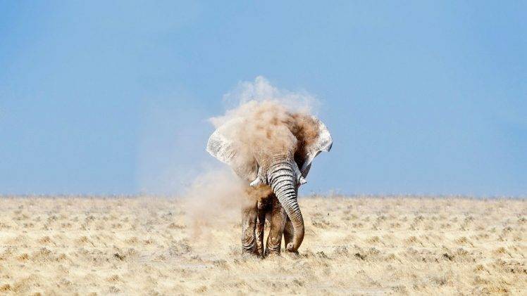 nature, Wildlife, Elephants, Desert, Dust HD Wallpaper Desktop Background
