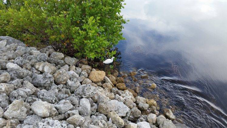 birds, Florida, Water, Rock, Lake, Trees HD Wallpaper Desktop Background