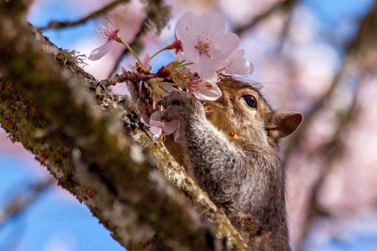 animals, Nature, Squirrel, Pink Flowers HD Wallpaper Desktop Background