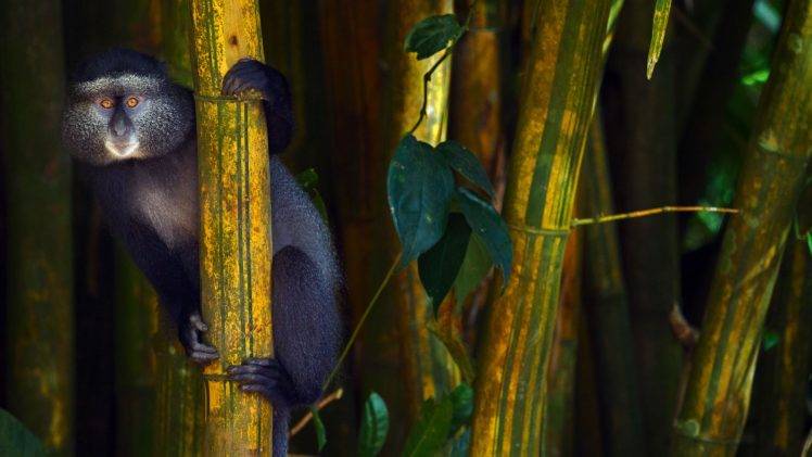 monkeys, Animals, Kenya, Leaves HD Wallpaper Desktop Background