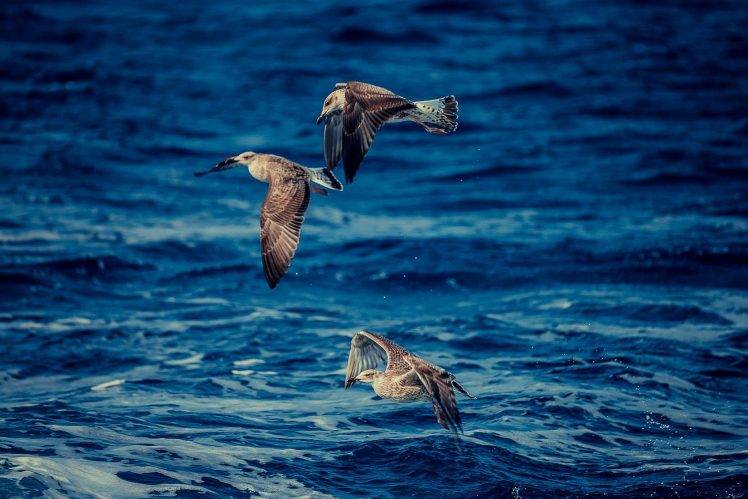 animals, Nature, Birds HD Wallpaper Desktop Background