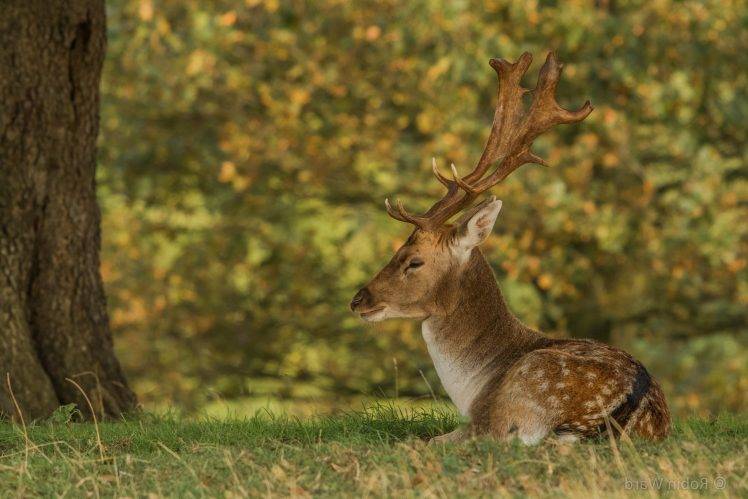 animals, Nature, Deer HD Wallpaper Desktop Background