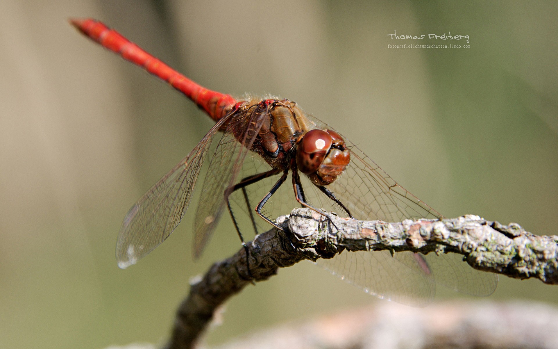 animals, Insect, Nature, Dragonflies Wallpaper