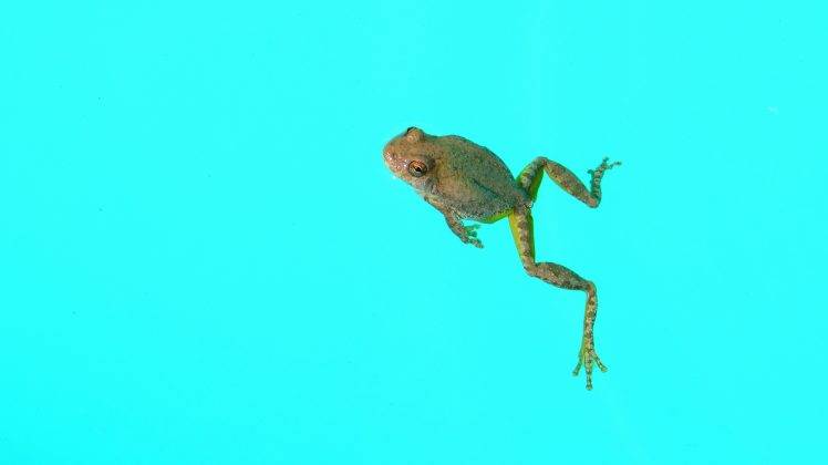animals, Frog, Amphibian HD Wallpaper Desktop Background
