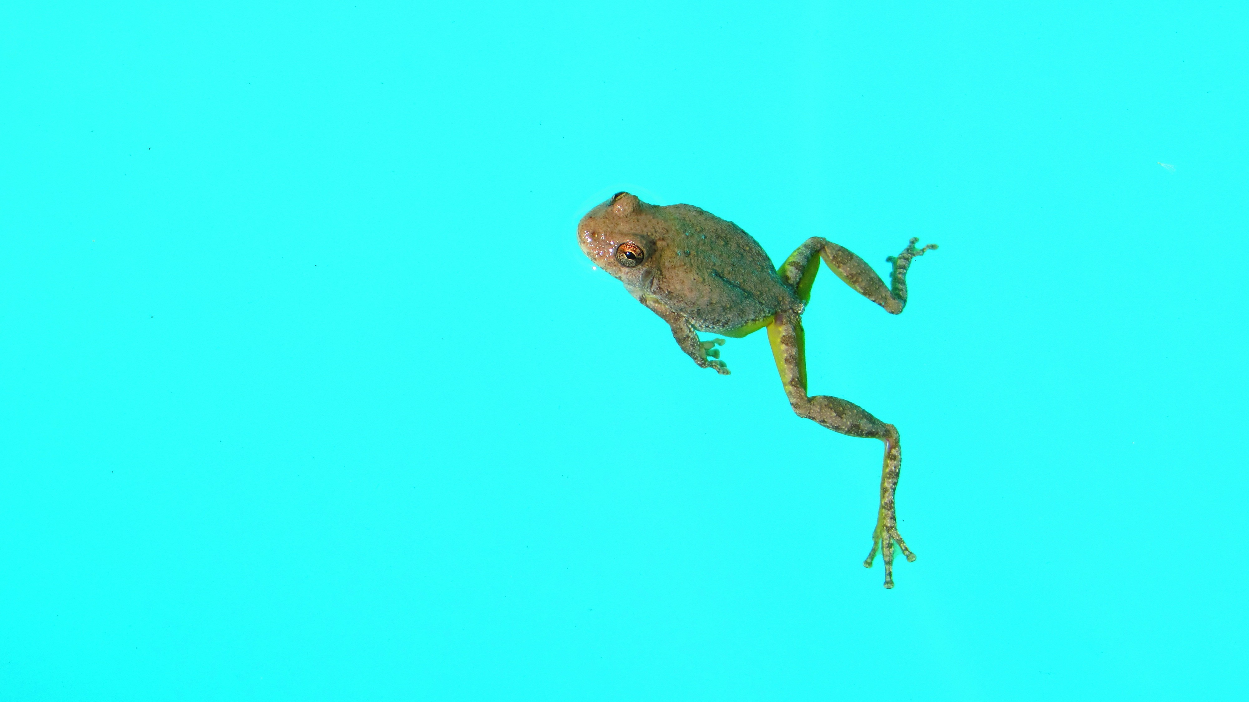 animals, Frog, Amphibian Wallpaper