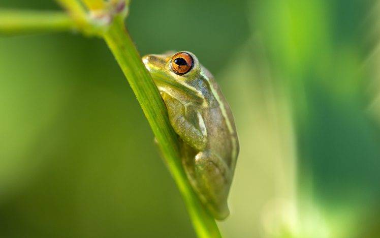frog, Amphibian, Animals HD Wallpaper Desktop Background