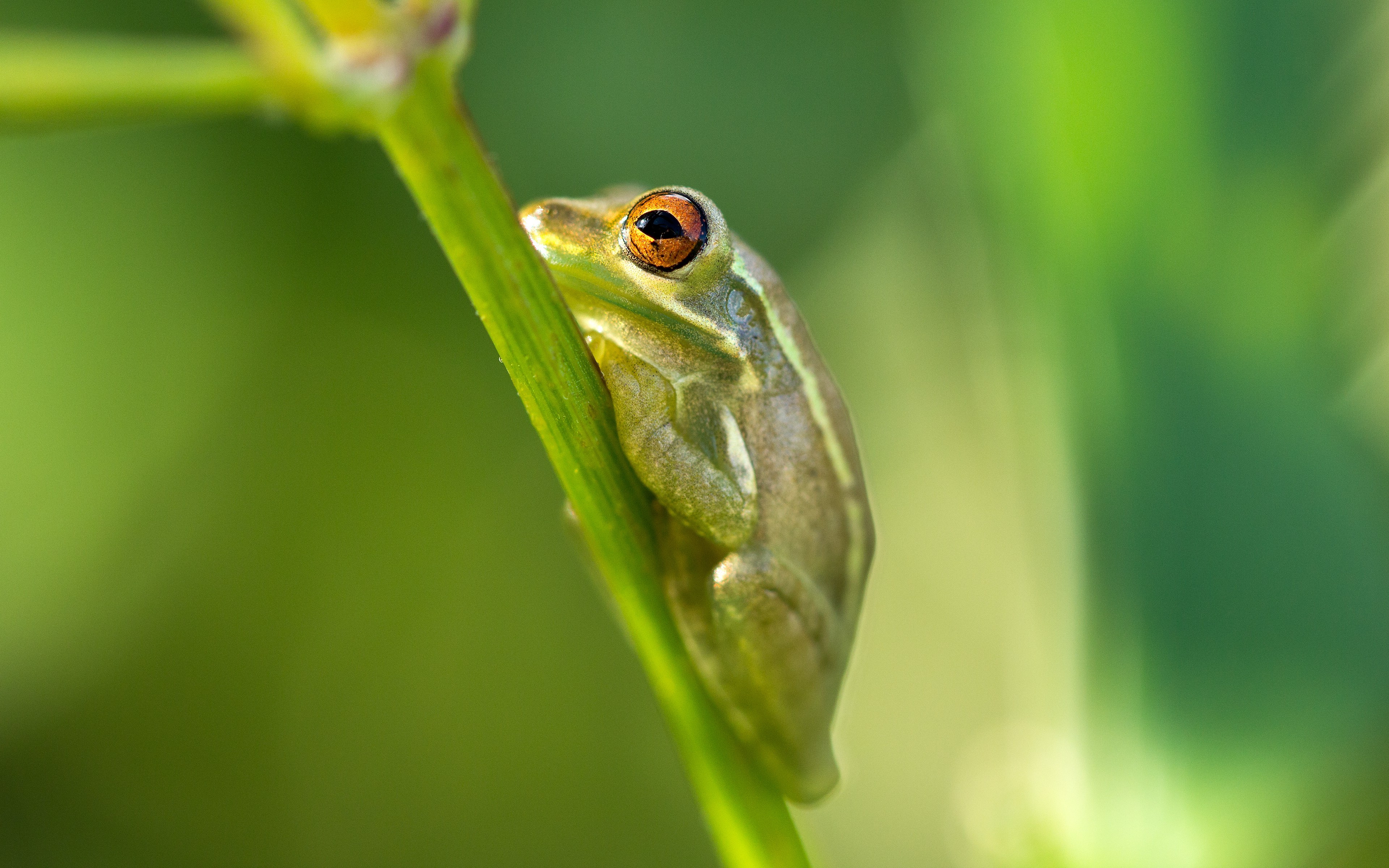 frog, Amphibian, Animals Wallpaper