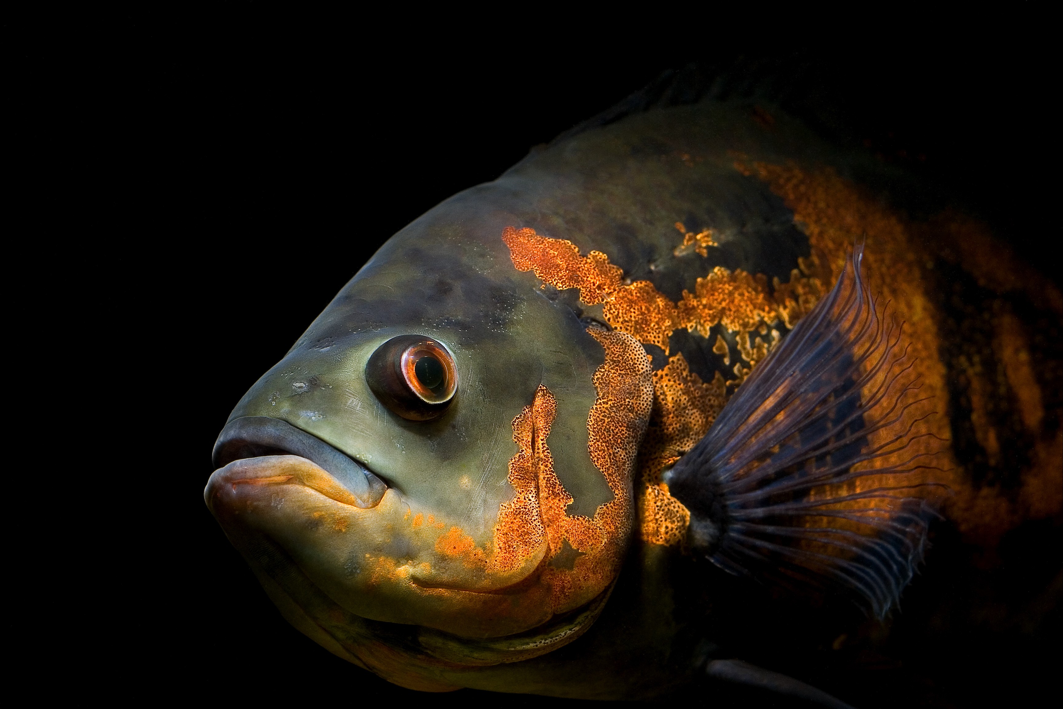 fish, Oscar Wallpaper