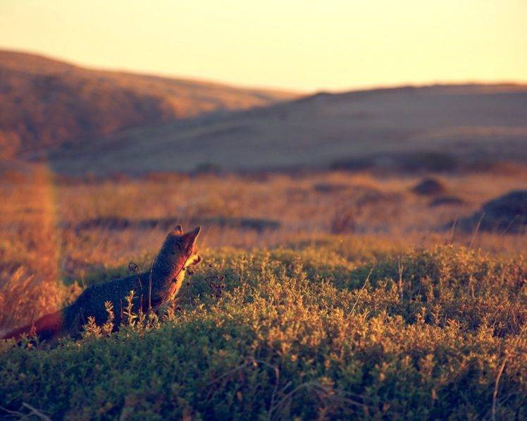 wildlife, Fox, Nature, Photography HD Wallpaper Desktop Background