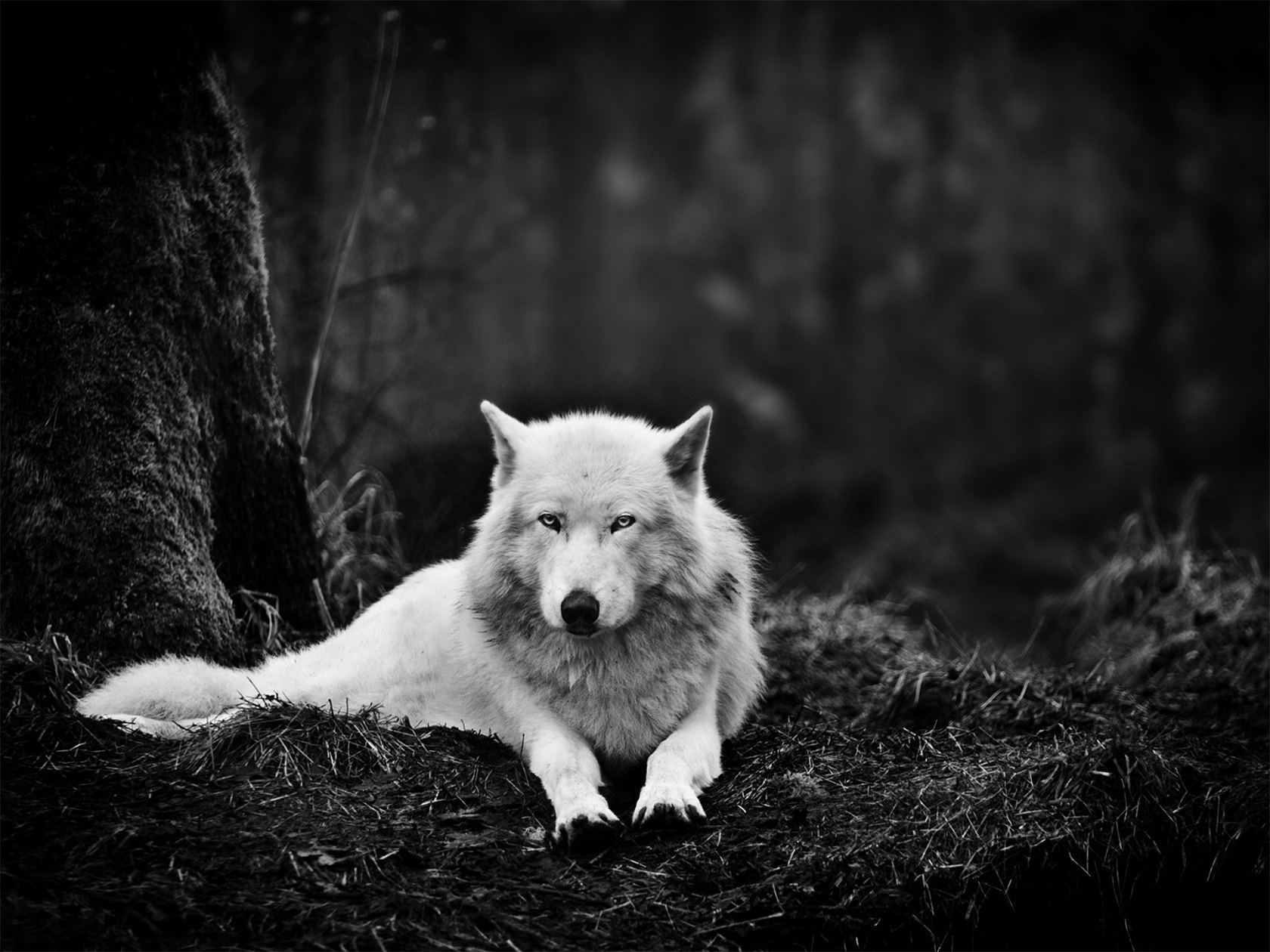 wolf, Forest, Monochrome, Nature Wallpaper