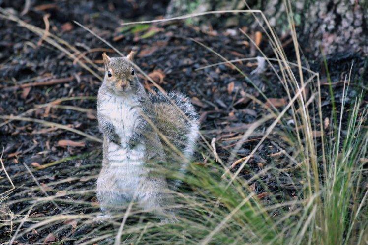 squirrel, Nature, Wildlife, Animals, Grass, Depth Of Field HD Wallpaper Desktop Background
