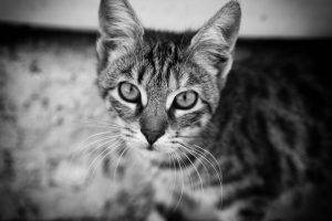 cat, Animals, Monochrome