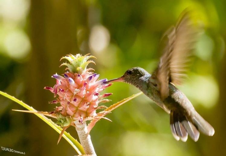 birds, Flowers, Flying, Hummingbirds HD Wallpaper Desktop Background