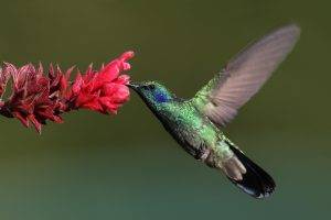 birds, Flowers, Flying, Hummingbirds