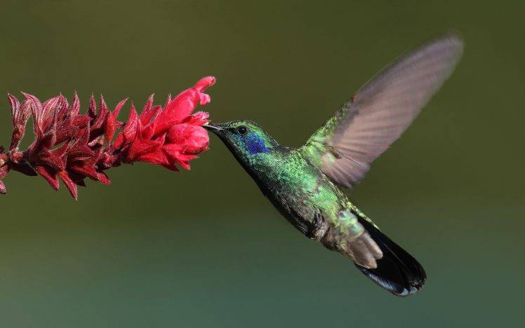 birds, Flowers, Flying, Hummingbirds HD Wallpaper Desktop Background