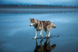 Siberian Husky, Walking, Water, Lake, Reflection